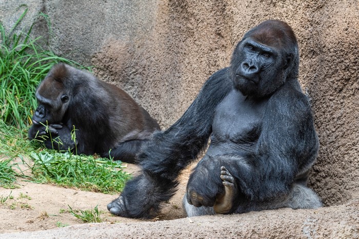 Two Gorillas Sitting on the Ground