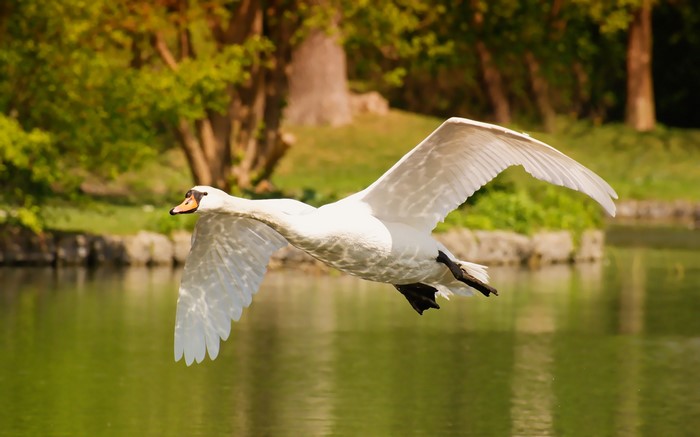 White swan flying over a lake