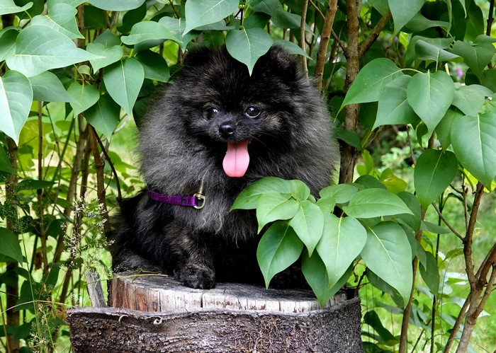 Black Pomeranian dog sitting on a tree stump