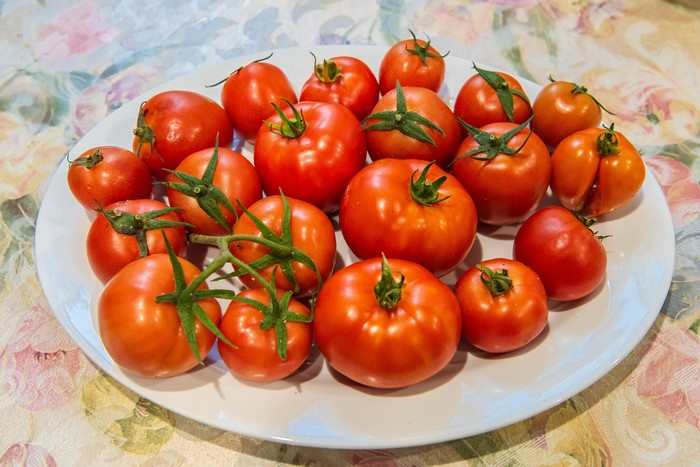 A white plate filled with ripe red tomatoes