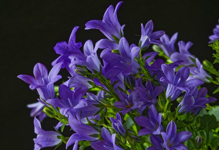 Violet Campanula flowers on black background