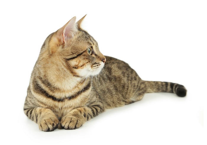 Tabby cat lying down on white background