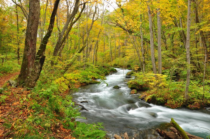 4K Autumn Forest River