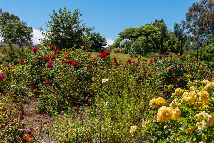 Roses at South Coast Botanic Garden, California