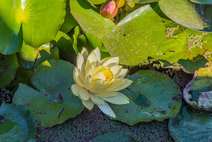 Yellow Lotus Flower and Lily Pads