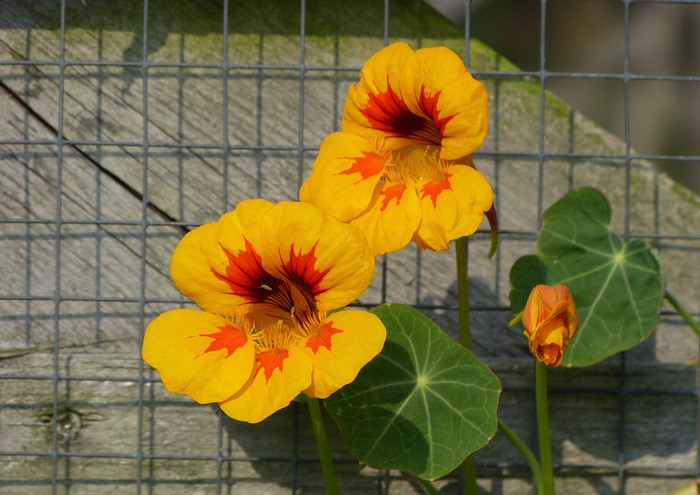 Yellow Nasturtium flowers with red markings