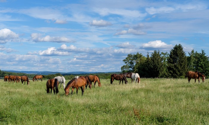 Herd of Horses Grazing in a Grassy Field