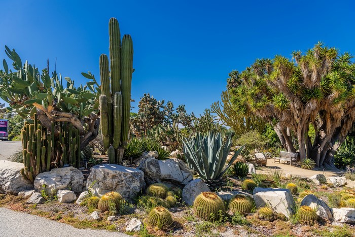 Cactus Garden with Agave and Dragon Trees in California