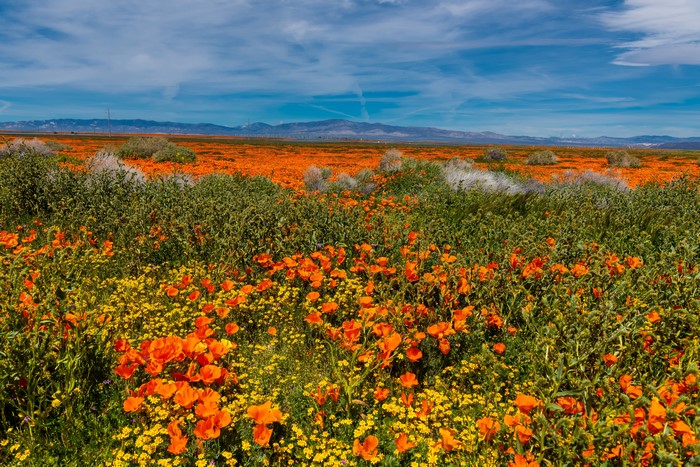 California Poppy Field in Lancaster, USA
