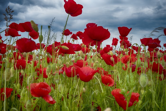 4K Closeup of Red Poppies in a Field