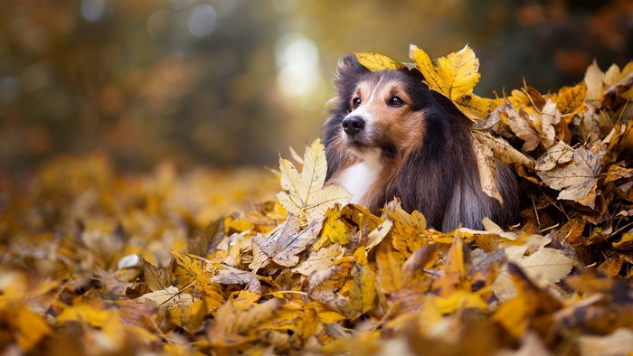 Shetland Sheepdog sitting in autumn leaves