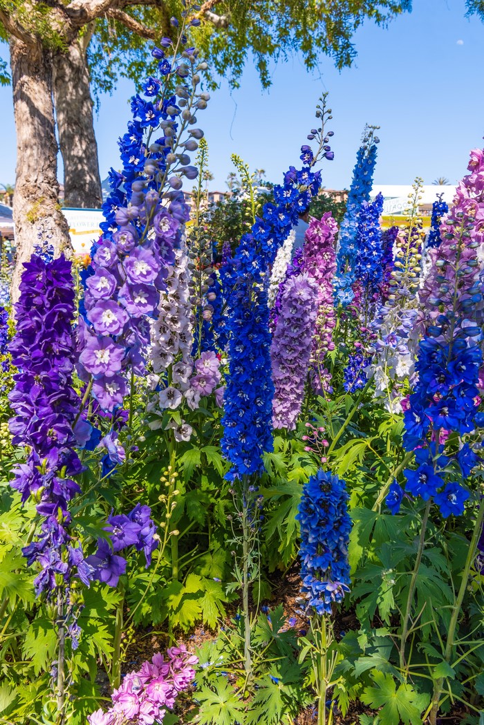 Multicolor Delphinium flowers in bloom