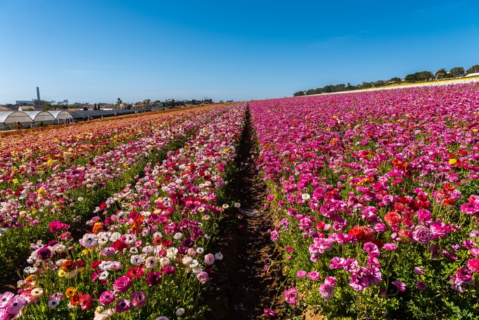 Fields of Multicolor Ranunculus Flowers in California