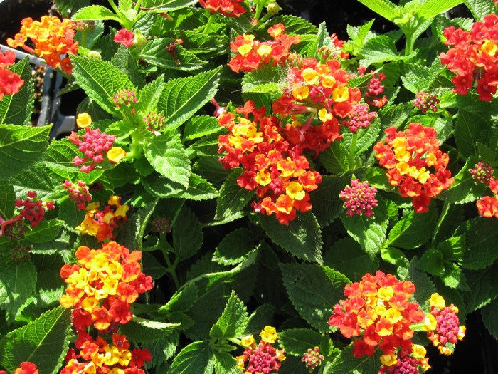 Lantana flowers in bloom