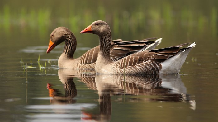 Two Geese Swimming in Water