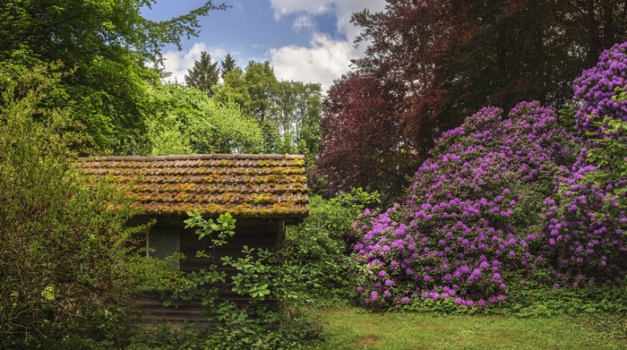 Wooden shed with mossy roof and rhododendrons in Germany