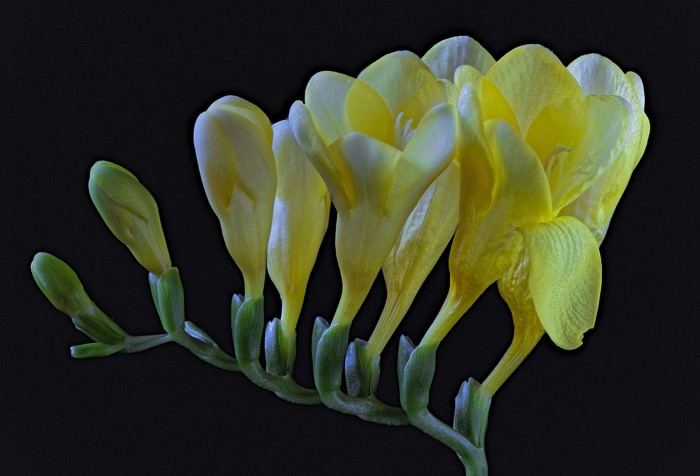 Yellow Freesia flowers on black background