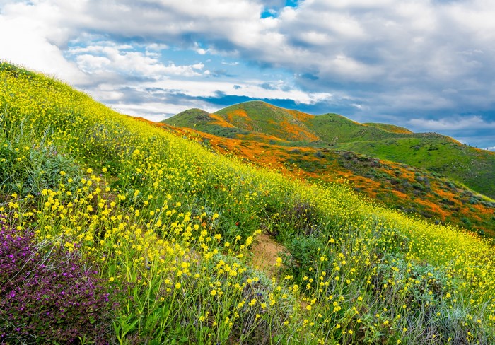 Walker Canyon in Lake Elsinore, California during wildflower bloom