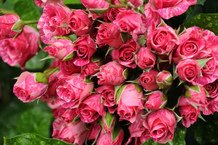 Pink and white striped roses with water droplets