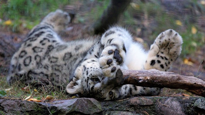 Snow leopard lying down with paws up