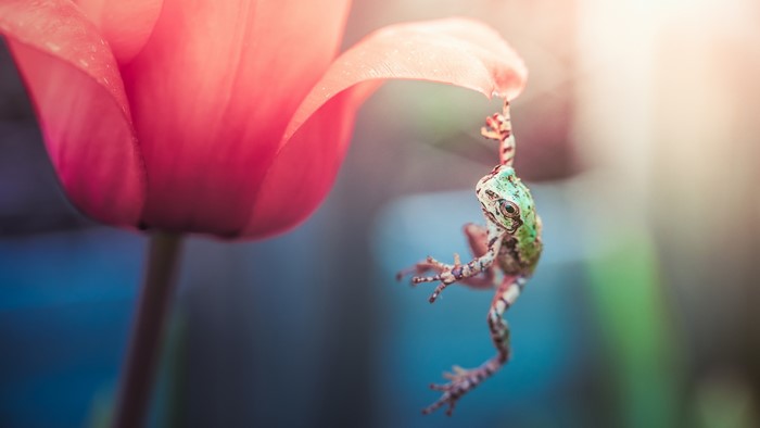Frog hanging from a pink tulip petal