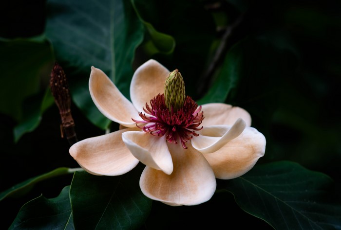 Magnolia flower with dark green leaves