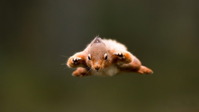 Squirrel in flight