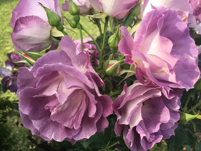 Close-up of purple roses and buds