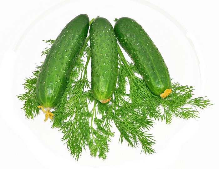 Three cucumbers with dill on a white background