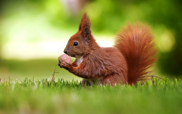 Red Squirrel Holding a Walnut on Grass