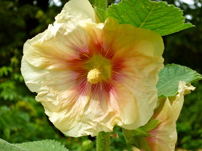 Yellow Malva flower with red streaks