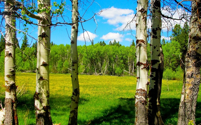 Aspen trees in a meadow with a forest background
