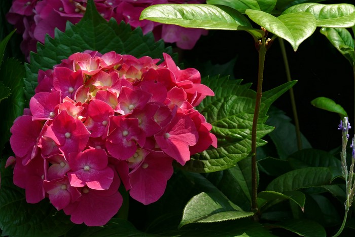 4K Pink Hydrangea Closeup