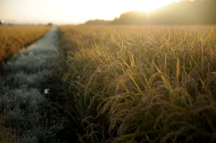 Rice Field in Morning Light