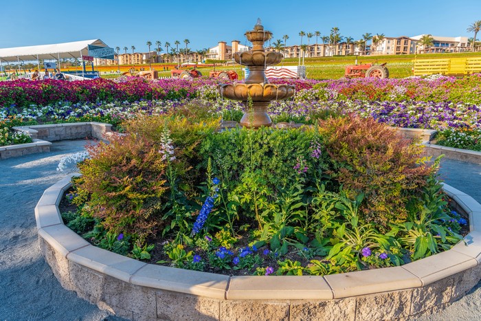 Flower Garden with Fountain and Tractors in Carlsbad, California