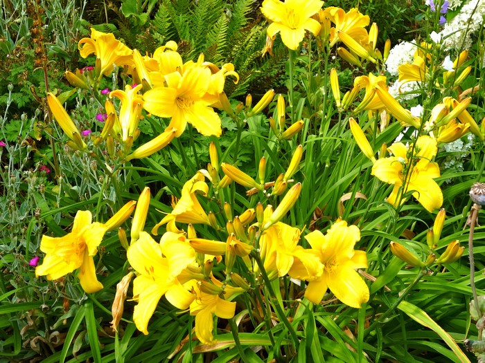 Yellow lilies and buds in a garden