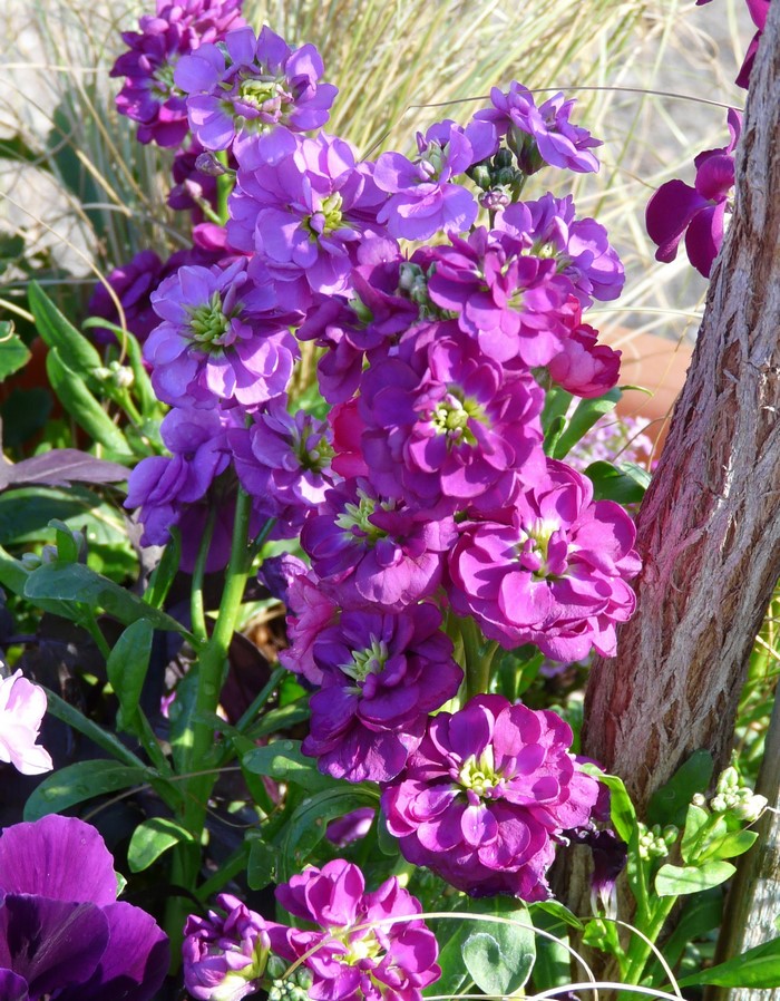 Purple Matthiola flowers in bloom