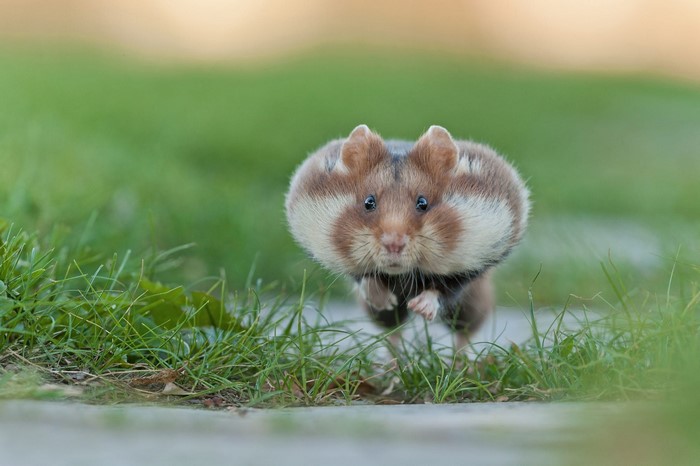 Hamster with full cheeks running on grass