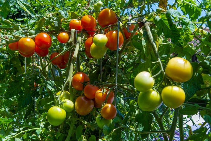 Tomatoes on branches