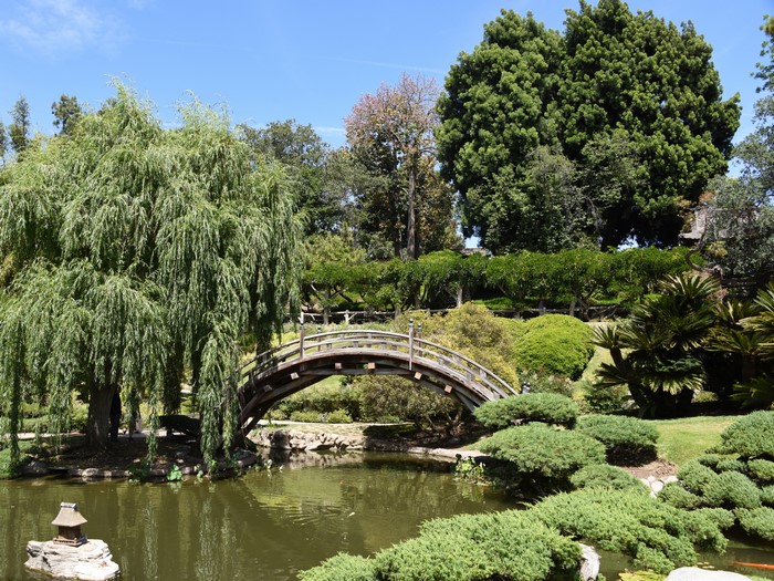 Japanese Garden with Arch Bridge and Weeping Willow
