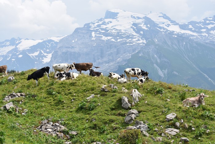 Cows grazing on a grassy mountain slope with snowy peaks in the background