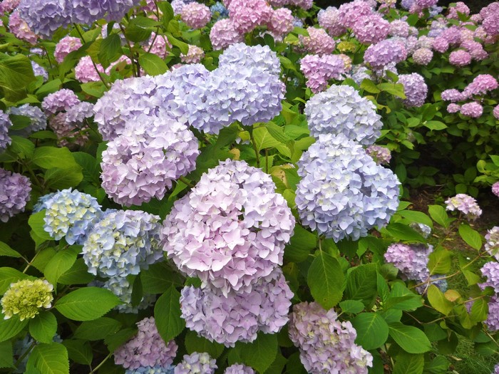 Close-up of blooming hydrangeas in various shades of purple and blue
