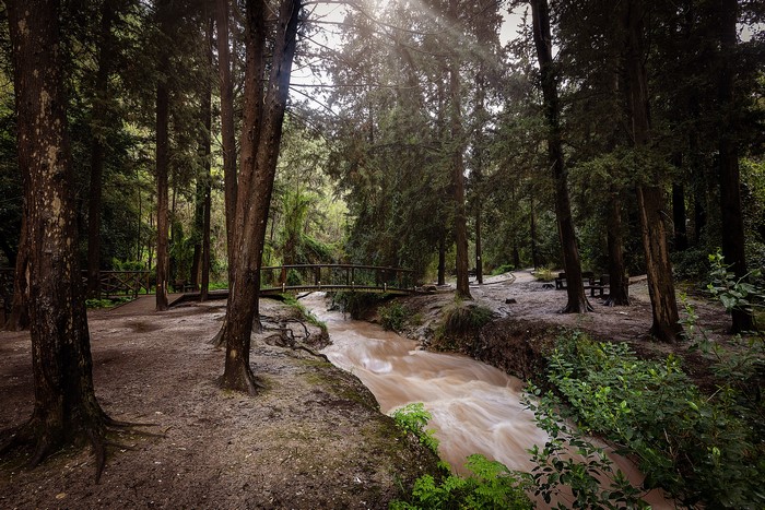 River flowing through a forest in Northern Israel