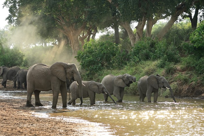 Herd of elephants drinking water near trees