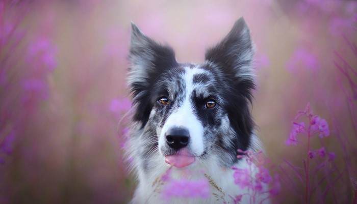 Border Collie dog with tongue out in field of flowers