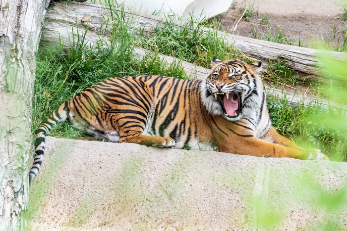 Tiger roaring while lying down