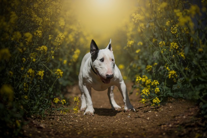 Bull Terrier in a field of yellow flowers
