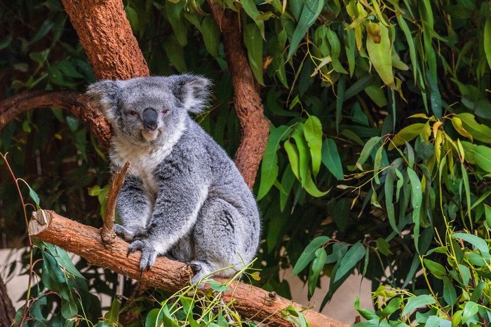 Koala sitting on a tree branch