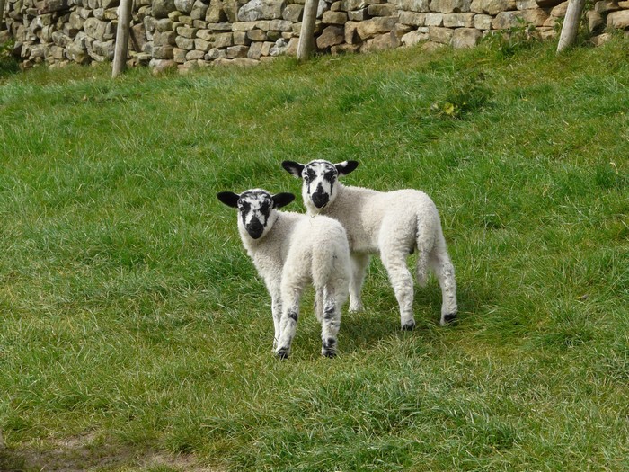 Two lambs in a grassy field with a stone wall