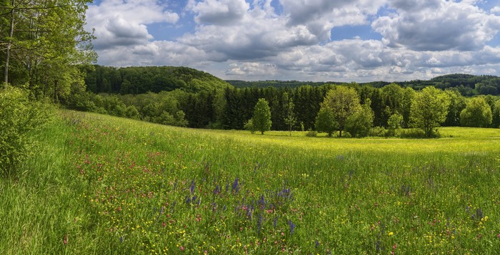Meadow with wildflowers and forest in Germany